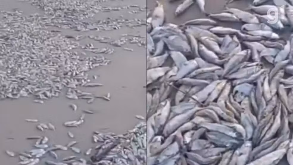 Milhares de peixes mortos aparecem em praia de Cedral, na Baixada Maranhense — Foto: Reprodução/Redes sociais